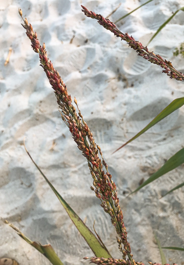 image of Panicum amarum var. amarum, Seaside Panicum, Bitter Seabeach Grass, Bitter Panicgrass, Bitter Seaside Panic-grass