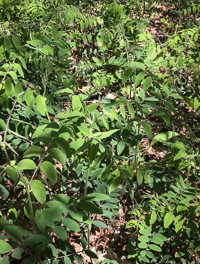 image of Lathyrus venosus var. venosus, Smooth Forest Pea, Veiny Pea, Wood Pea, Bush Vetch
