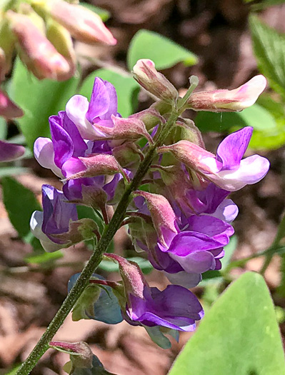 image of Lathyrus venosus var. venosus, Smooth Forest Pea, Veiny Pea, Wood Pea, Bush Vetch
