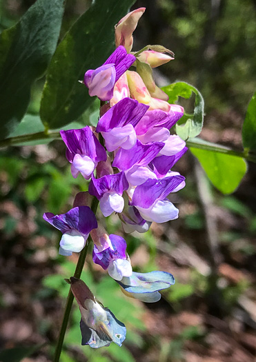 image of Lathyrus venosus var. venosus, Smooth Forest Pea, Veiny Pea, Wood Pea, Bush Vetch