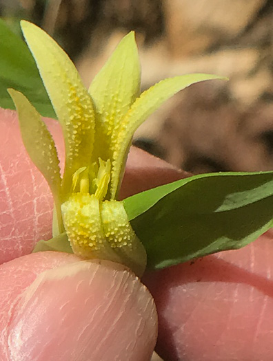 Uvularia perfoliata, Perfoliate Bellwort