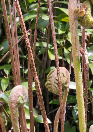 image of Osmundastrum cinnamomeum ssp. cinnamomeum, Cinnamon Fern