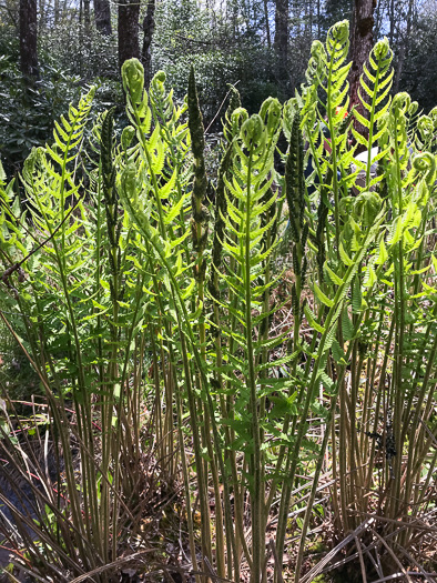 image of Osmundastrum cinnamomeum ssp. cinnamomeum, Cinnamon Fern