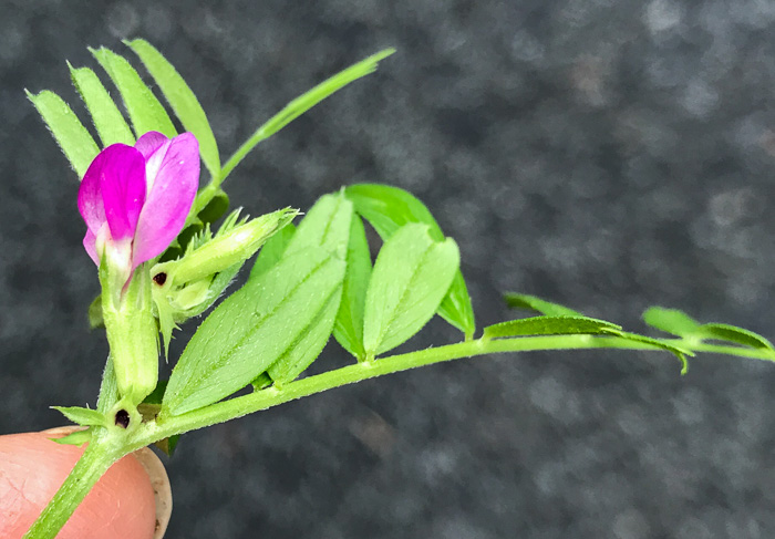 image of Vicia sativa var. angustifolia, Narrowleaf Vetch, Garden Vetch
