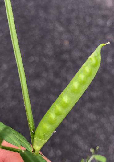 image of Vicia sativa var. angustifolia, Narrowleaf Vetch, Garden Vetch