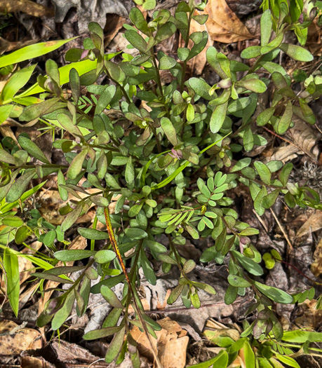 image of Senega polygama, Racemed Milkwort, Bitter Milkwort, Purple Milkwort