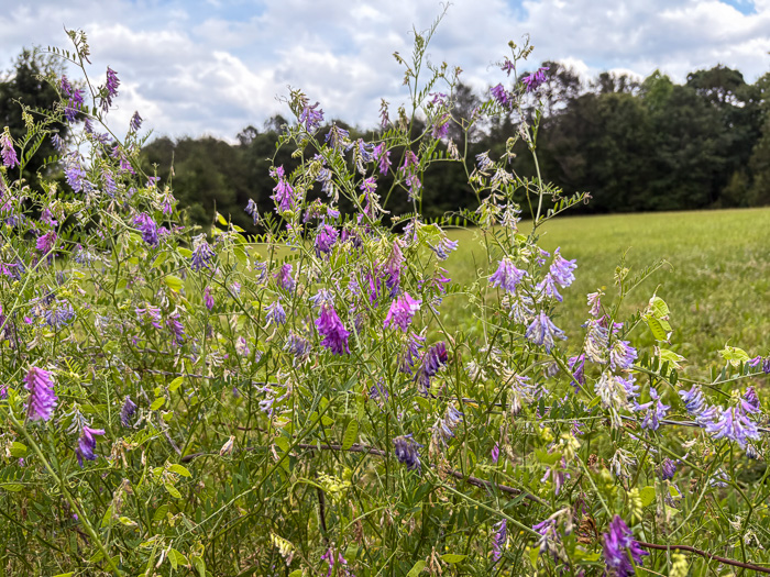 image of Vicia villosa var. glabrescens, Smooth Vetch, Winter Vetch