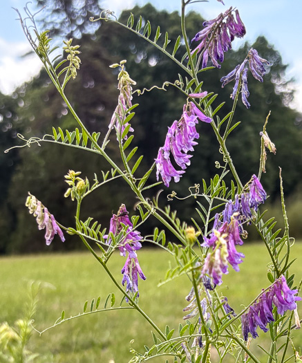 image of Vicia villosa var. glabrescens, Smooth Vetch, Winter Vetch