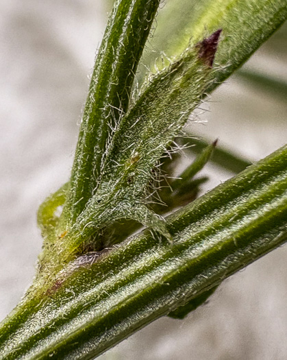 image of Vicia villosa var. glabrescens, Smooth Vetch, Winter Vetch