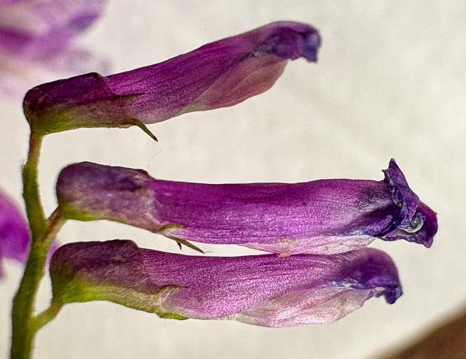 image of Vicia villosa var. glabrescens, Smooth Vetch, Winter Vetch