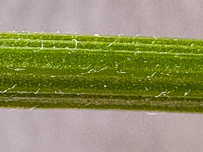 image of Vicia villosa var. glabrescens, Smooth Vetch, Winter Vetch