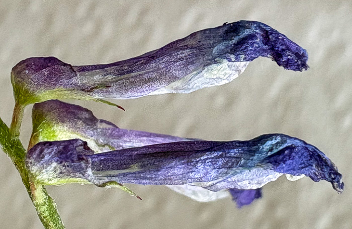 image of Vicia villosa var. glabrescens, Smooth Vetch, Winter Vetch