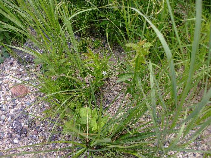 image of Palustricodon uliginosus, Largeflower Marsh-bellflower