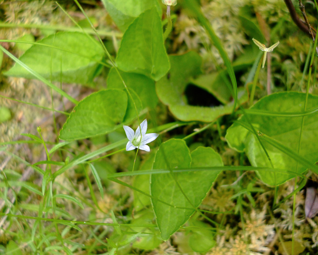 image of Palustricodon uliginosus, Largeflower Marsh-bellflower