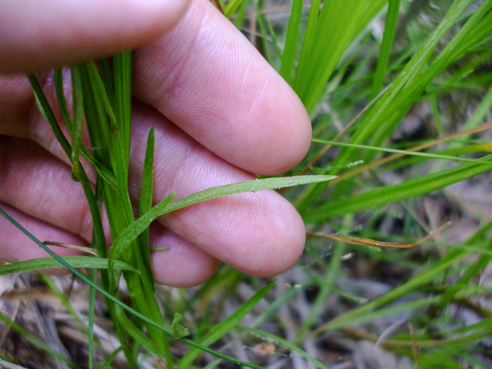 image of Palustricodon uliginosus, Largeflower Marsh-bellflower