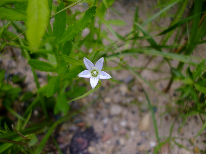 image of Palustricodon uliginosus, Largeflower Marsh-bellflower