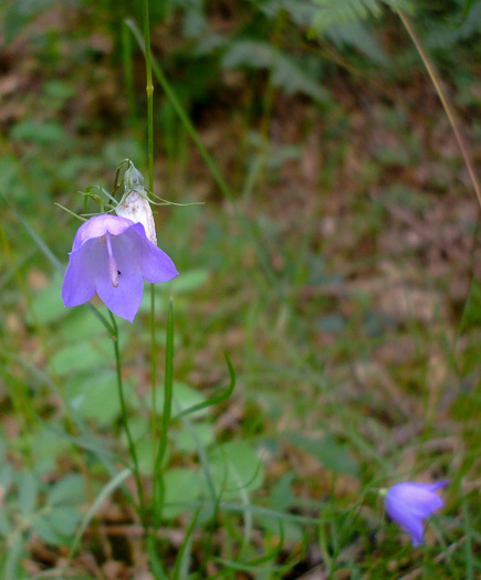 image of Campanula intercedens, Harebell, Bluebell, Bluebell-of-Scotland, Scotch Harebell
