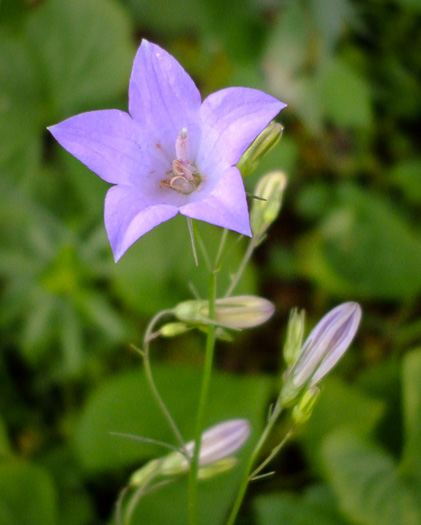 image of Campanula intercedens, Harebell, Bluebell, Bluebell-of-Scotland, Scotch Harebell
