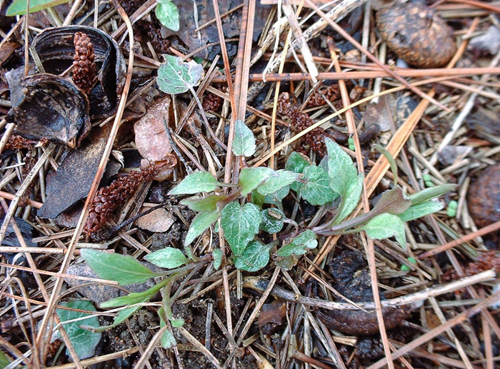 image of Campanula intercedens, Harebell, Bluebell, Bluebell-of-Scotland, Scotch Harebell