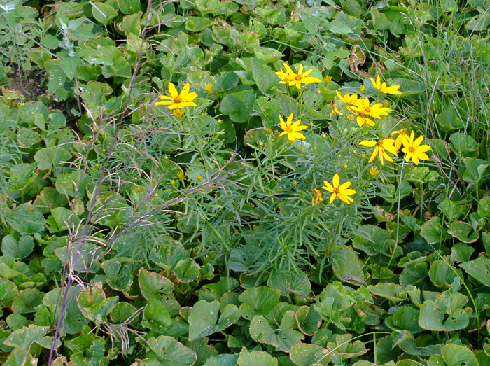 image of Anacis delphiniifolia, Larkspur-leaf Tickseed, Larkspur Coreopsis