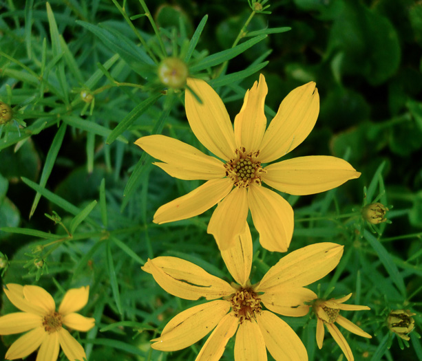 image of Anacis delphiniifolia, Larkspur-leaf Tickseed, Larkspur Coreopsis