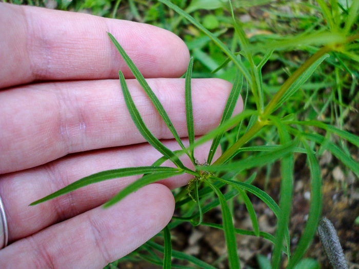 image of Anacis delphiniifolia, Larkspur-leaf Tickseed, Larkspur Coreopsis