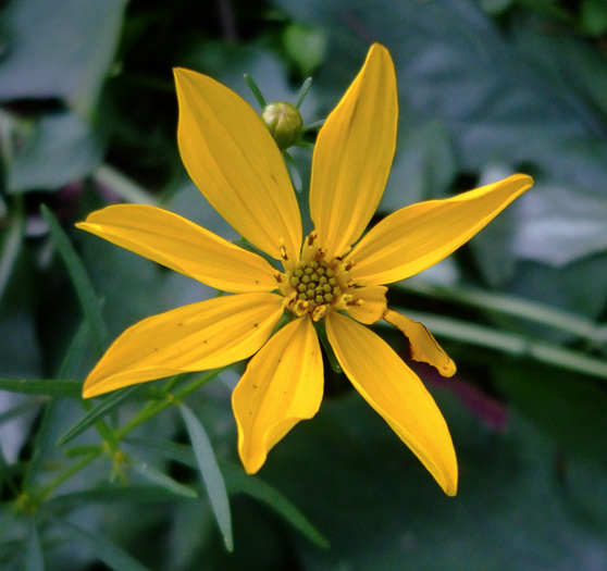 image of Anacis delphiniifolia, Larkspur-leaf Tickseed, Larkspur Coreopsis