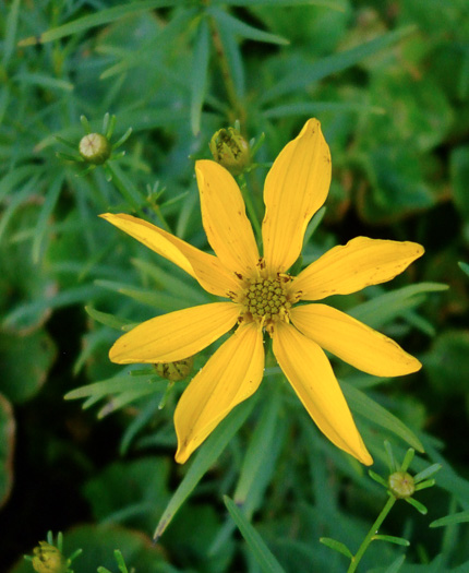 image of Anacis delphiniifolia, Larkspur-leaf Tickseed, Larkspur Coreopsis