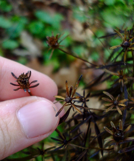 image of Anacis delphiniifolia, Larkspur-leaf Tickseed, Larkspur Coreopsis