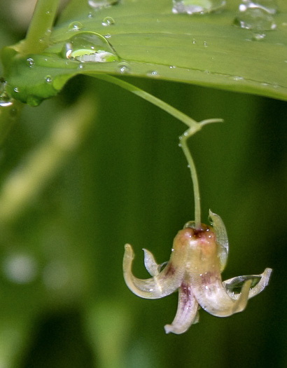 Streptopus amplexifolius, Clasping Twisted-stalk, White Mandarin, Pagoda-bells