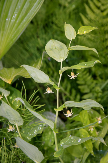 Streptopus amplexifolius, Clasping Twisted-stalk, White Mandarin, Pagoda-bells