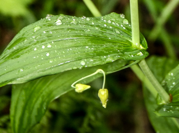 Streptopus amplexifolius, Clasping Twisted-stalk, White Mandarin, Pagoda-bells