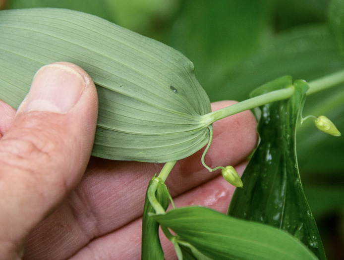 image of Streptopus amplexifolius, Clasping Twisted-stalk, White Mandarin, Pagoda-bells