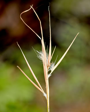 image of Anatherum gyrans, Elliott's Bluestem