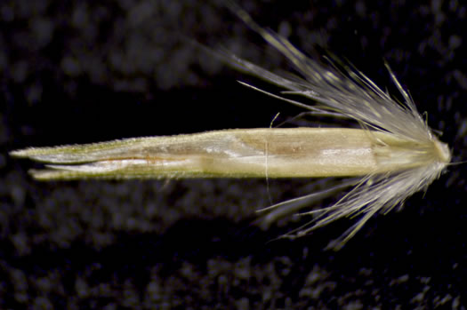 image of Anatherum longiberbe, Longbeard Bluestem
