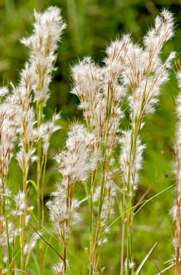 image of Anatherum tenuispatheum, Maritime Bushy Bluestem, Bushy Beardgrass, Maritime Bluestem