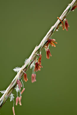 image of Anatherum ternarium, Splitbeard Bluestem, Silvery Bluestem