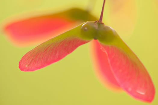 image of Acer palmatum ssp. palmatum, Japanese Maple