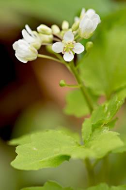 image of Cardamine flagellifera, Large-flowered Blue Ridge Bittercress