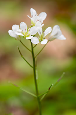 image of Cardamine flagellifera, Large-flowered Blue Ridge Bittercress