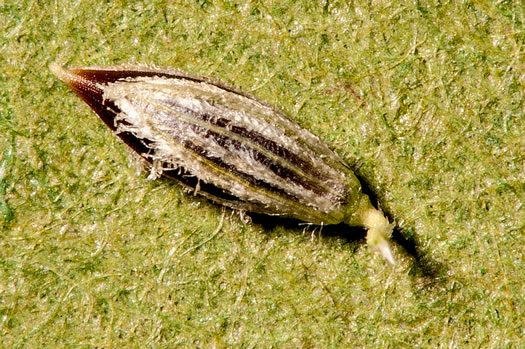 image of Digitaria filiformis, Slender Crabgrass