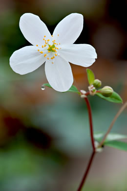 image of Isopyrum biternatum, False Rue-anemone, Isopyrum