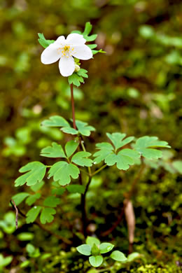 image of Isopyrum biternatum, False Rue-anemone, Isopyrum
