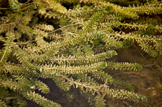 Hydrilla verticillata ssp. verticillata, Whorled Hydrilla