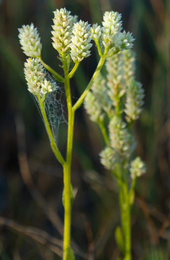 image of Senega balduinii var. balduinii, White Milkwort, Baldwin's Milkwort