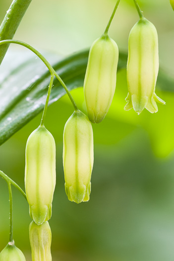 Polygonatum biflorum +, Smooth Solomon's Seal