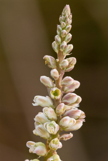 image of Senega boykinii var. 1, Boykin's Milkwort