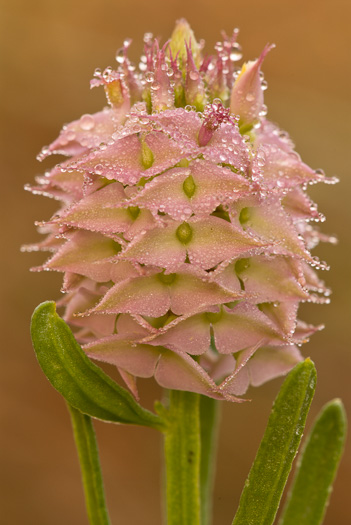 image of Senega cruciata, Drumheads, Crossleaf Milkwort
