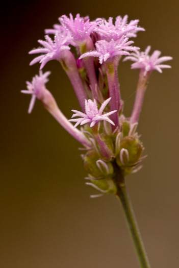 image of Senega incarnata, Pink Milkwort, Procession-flower