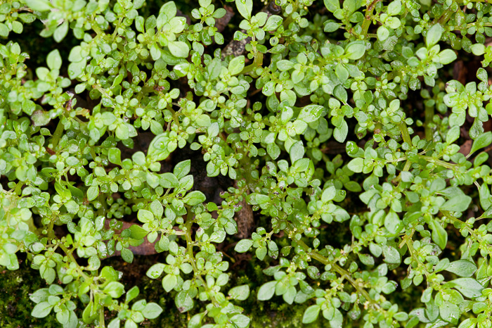 image of Pilea microphylla var. microphylla, Rockweed, Artilleryweed
